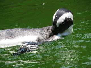 ケープペンギン