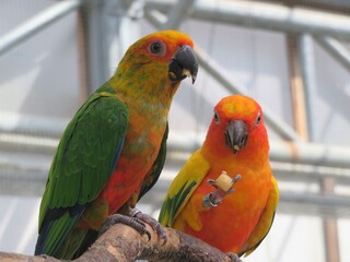 コガネメキシコインコ