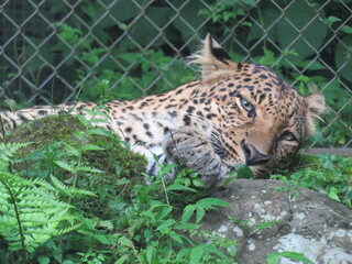 ヒョウ