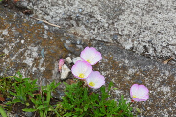 昼咲き月見草の花