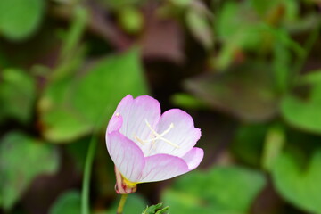 昼咲き月見草の花