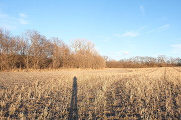 field of wheat