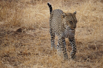 Leopard