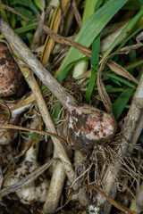 Freshly harvested garlic, directly from the ground. Dirt still on the garlic. Portrait orientation. Focus on one garlic head.