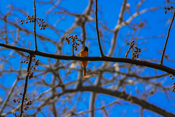 bird on a branch