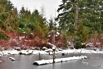 Winter snow on the ground and frozen pond in urban wetland in Redmond, Washington, USA