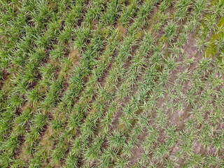 Toma aerea de campos de cañaverales de caña de azucar en el valle de autlan de navarro jalisco mexico