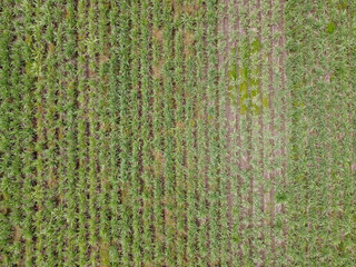 Toma aerea de campos de cañaverales de caña de azucar en el valle de autlan de navarro jalisco mexico