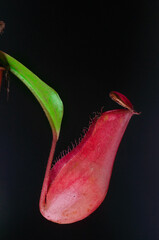 Tropical pitcher plants, or monkey cups, plates Jarra Copas de mono