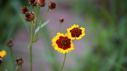 Wild Flowers growing in garden