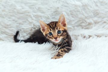Little bengal kitten on the white fury blanket