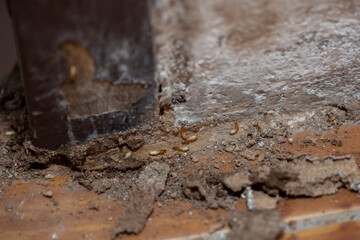 Close up of Termites Eating wood, (Termite damage house)
