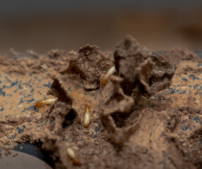 Close up of Termites Eating wood, (Termite damage house)
