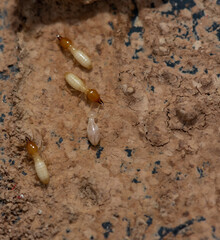 Close up of Termites Eating wood, (Termite damage house)