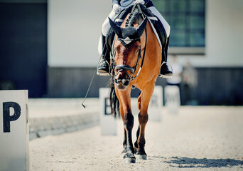 Equestrian sport. Dressage of horses in the arena.