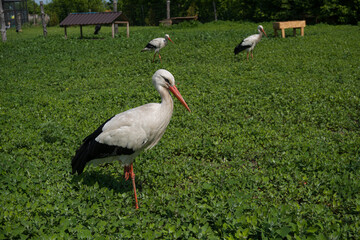 white stork in eco park