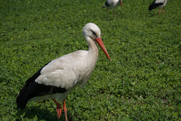white stork in eco park