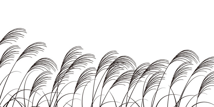 十五夜　秋　ススキ　背景