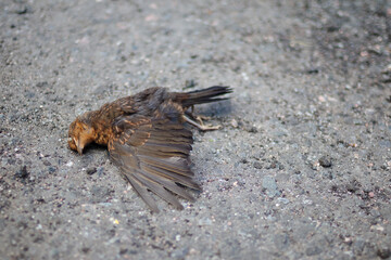 Bird sparrow killed by car on road. Dead bird lies on the asphalt. Wounded sparrow on the pavement. Animal protection and respect for nature.