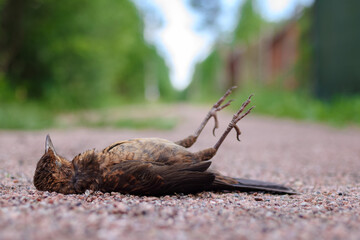 Bird sparrow killed by car on road. Dead bird lies on the asphalt. Wounded sparrow on the pavement. Animal protection and respect for nature.