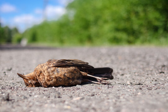 Bird sparrow killed by car on road. Dead bird lies on the asphalt. Wounded sparrow on the pavement. Animal protection and respect for nature.