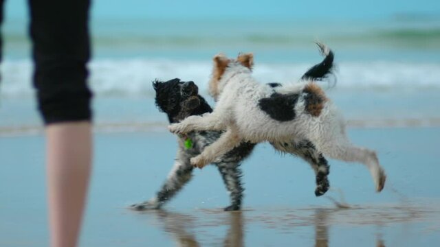 Dogs chase each other on the beach