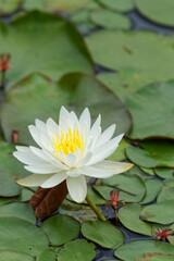 water lily_2399