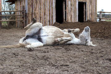 A white horse funny somersault on the ground in the mud.