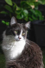 Domestic medium hair cat on Blurred dark green background.