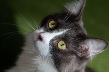 Closeup of Domestic medium hair cat face. Blurred dark green background.