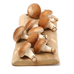 Shiitake mushroom on the White background 