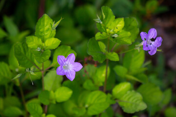 Primer plano de flores de geranio del bosque púrpura