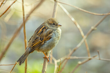 A sparrow is sitting on a branch