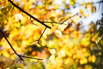 Beautiful autumn landscape with yellow trees and sun. Colorful foliage in the park. Falling leaves natural background, Sunny warm september october day