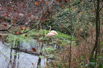 View of two artificial flamingos in the pond.