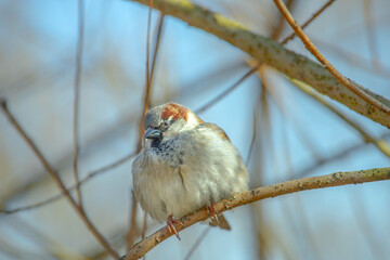 A sparrow is sitting on a branch