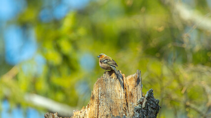 a finch is sitting on a stump