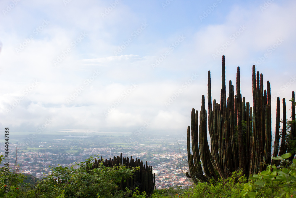 Canvas Prints organos de pitayas en autlan de navarro jalisco mexico