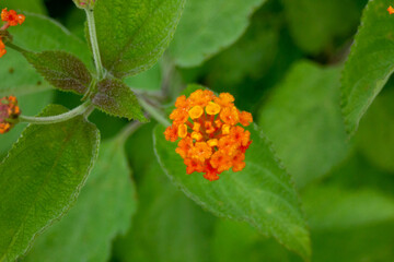 Closeup of beautiful orange flowers of blooming lantana in a garden