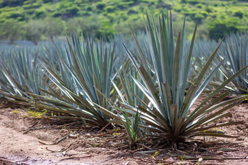 Campos de agave de tequila jalisco mexico