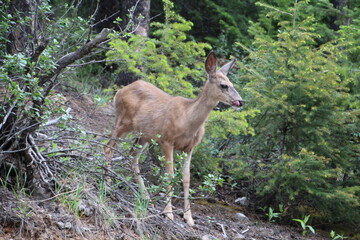 Deer On The Hill, Jasper National Park, Alberta