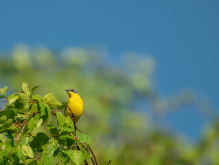 a yellow wagtail is sitting on a branch