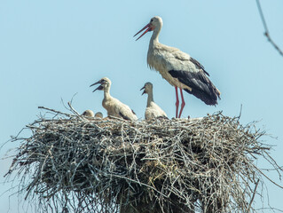 A family of storks in a nest