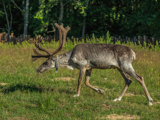 Naklejka na ściany i meble A reindeer is grazing in a meadow