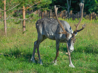 A reindeer is grazing in a meadow