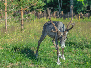 A reindeer is grazing in a meadow