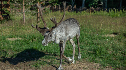 Naklejka na ściany i meble A reindeer is grazing in a meadow