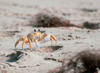 Crab on beach © Christine