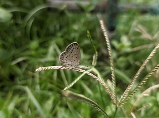 Butterfly on grass