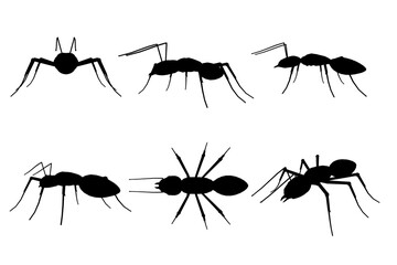 Set with silhouettes of ant in different positions isolated on white background. Vector illustration